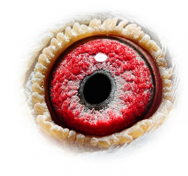 IT14-062692_EYE
