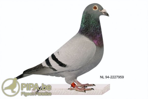 prange_nl_94-2227959